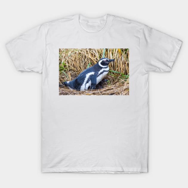 Magellanic Penguin with Baby near Ushuaia, Argentina T-Shirt by holgermader